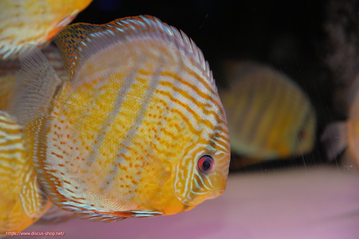 画像1: 【30周年記念セール対象個体】【ワイルドディスカス】【通販】【今シーズン超希少種】アッパーテフェ スーパーロイヤル【個体販売】14-16cm（生体）アッパーテフェ産 (1)