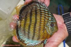 画像3: 【30周年記念セール対象個体】【ワイルドディスカス】【通販】【今シーズン超希少種】アッパーテフェ スーパーロイヤル【個体販売】14-16cm（生体）アッパーテフェ産 (3)