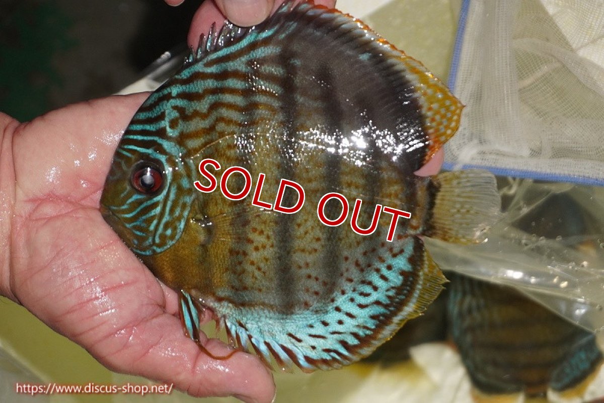 画像1: 【ワイルドディスカス】【通販】【今シーズン超希少種】アッパーテフェ スーパーロイヤル【個体販売】14-16cm（生体）アッパーテフェ産 (1)