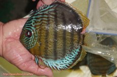 画像1: 【ワイルドディスカス】【通販】【今シーズン超希少種】アッパーテフェ スーパーロイヤル【個体販売】14-16cm（生体）アッパーテフェ産 (1)