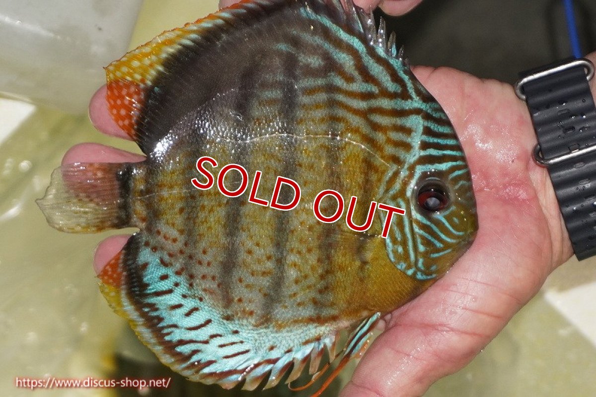 画像2: 【ワイルドディスカス】【通販】【今シーズン超希少種】アッパーテフェ スーパーロイヤル【個体販売】14-16cm（生体）アッパーテフェ産 (2)