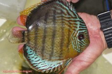 画像2: 【ワイルドディスカス】【通販】【今シーズン超希少種】アッパーテフェ スーパーロイヤル【個体販売】14-16cm（生体）アッパーテフェ産 (2)