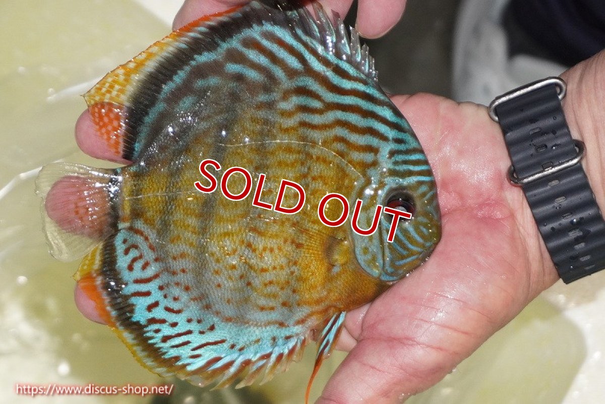 画像3: 【ワイルドディスカス】【通販】【今シーズン超希少種】アッパーテフェ スーパーロイヤル【個体販売】14-16cm（生体）アッパーテフェ産 (3)