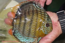 画像3: 【決算セール対象個体】【ワイルドディスカス】【通販】【今シーズン超希少種】アッパーテフェ スーパーロイヤル【個体販売】14-16cm（生体）アッパーテフェ産 (3)