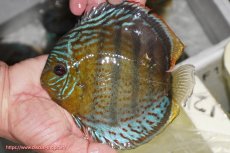 画像1: 【ワイルドディスカス】【通販】【今シーズン超希少種】アッパーテフェ スーパーロイヤル【個体販売】14-16cm（生体）アッパーテフェ産 (1)