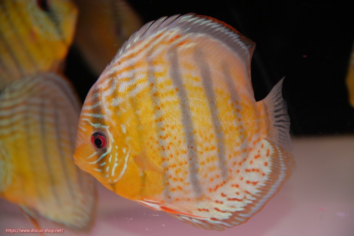 画像2: 【30周年記念セール対象個体】【ワイルドディスカス】【通販】【今シーズン超希少種】アッパーテフェ スーパーロイヤル【個体販売】14-16cm（生体）アッパーテフェ産 (2)