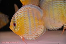 画像3: 【決算セール対象個体】【ワイルドディスカス】【通販】【今シーズン超希少種】アッパーテフェ スーパーロイヤル【個体販売】14-16cm（生体）アッパーテフェ産 (3)