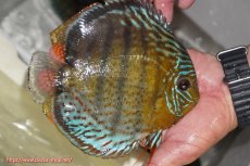 画像5: 【決算セール対象個体】【ワイルドディスカス】【通販】【今シーズン超希少種】アッパーテフェ スーパーロイヤル【個体販売】14-16cm（生体）アッパーテフェ産 (5)