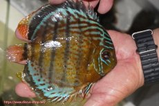 画像2: 【ワイルドディスカス】【通販】【今シーズン超希少種】アッパーテフェ スーパーロイヤル【個体販売】14-16cm（生体）アッパーテフェ産 (2)