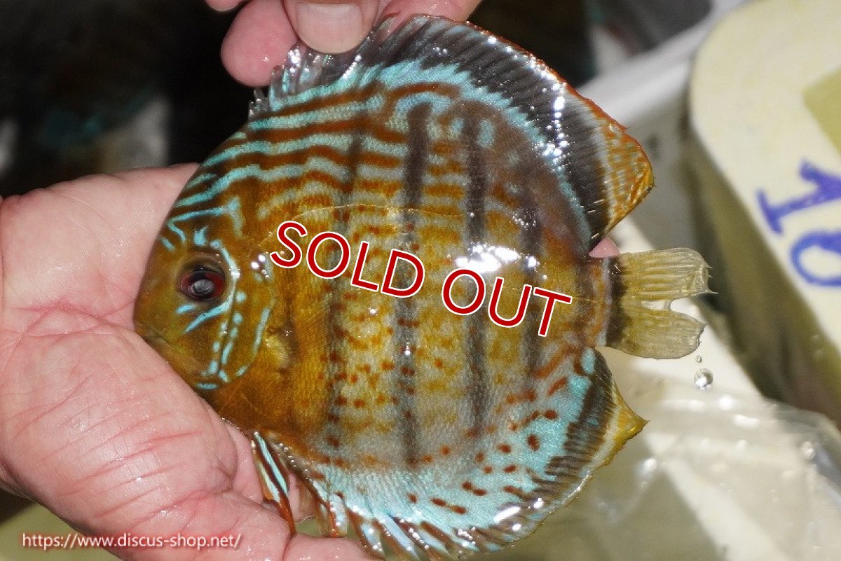 画像3: 【決算セール対象個体】【ワイルドディスカス】【通販】【今シーズン超希少種】アッパーテフェ スーパーロイヤル【個体販売】14-16cm（生体）アッパーテフェ産 (3)