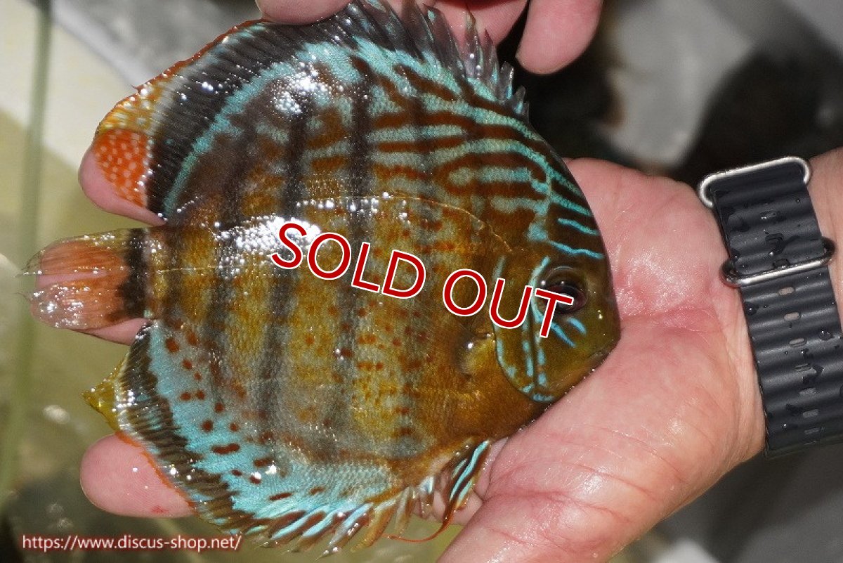 画像4: 【決算セール対象個体】【ワイルドディスカス】【通販】【今シーズン超希少種】アッパーテフェ スーパーロイヤル【個体販売】14-16cm（生体）アッパーテフェ産 (4)