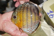 画像1: 【ワイルドディスカス】【通販】【今シーズン超希少種】アッパーテフェ スーパーロイヤル【個体販売】14-16cm（生体）アッパーテフェ産 (1)