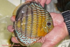 画像2: 【ワイルドディスカス】【通販】【今シーズン超希少種】アッパーテフェ スーパーロイヤル【個体販売】14-16cm（生体）アッパーテフェ産 (2)