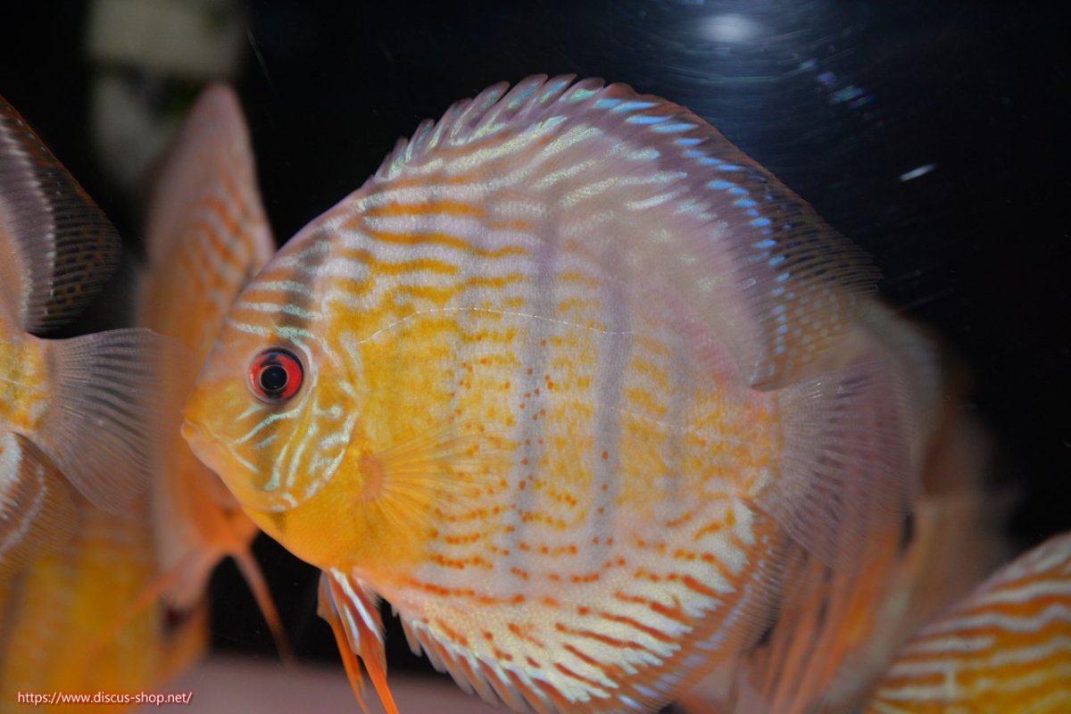 画像1: 【決算セール対象個体】【ワイルドディスカス】【通販】【今シーズン超希少種】アッパーテフェロイヤルグリーン【個体販売】14-16cm（生体）アッパーテフェ産 (1)