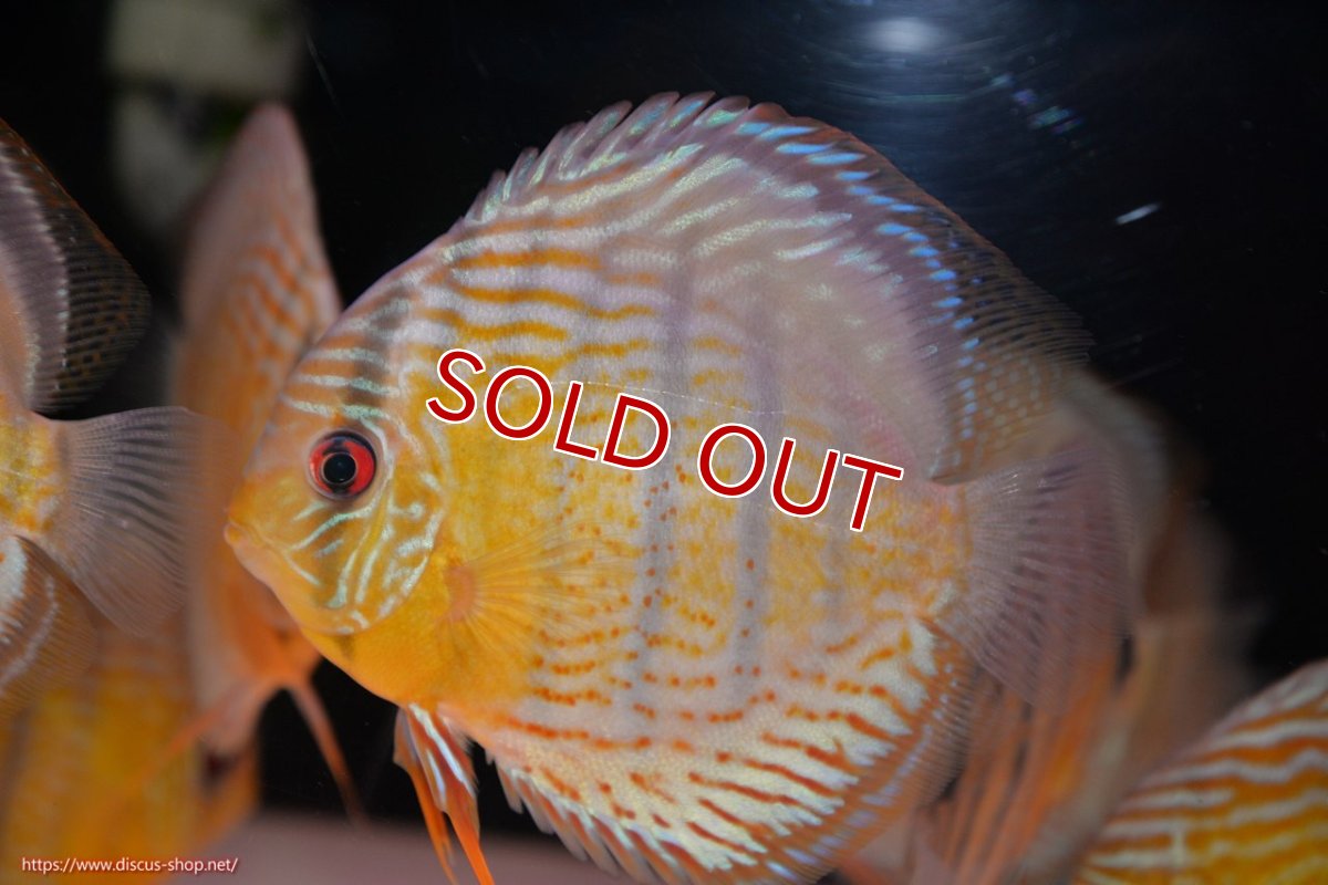 画像2: 【30周年記念セール対象個体】【ワイルドディスカス】【通販】【今シーズン超希少種】アッパーテフェロイヤルグリーン【個体販売】14-16cm（生体）アッパーテフェ産 (2)