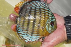 画像4: 【決算セール対象個体】【ワイルドディスカス】【通販】【今シーズン超希少種】アッパーテフェロイヤルグリーン【個体販売】14-16cm（生体）アッパーテフェ産 (4)