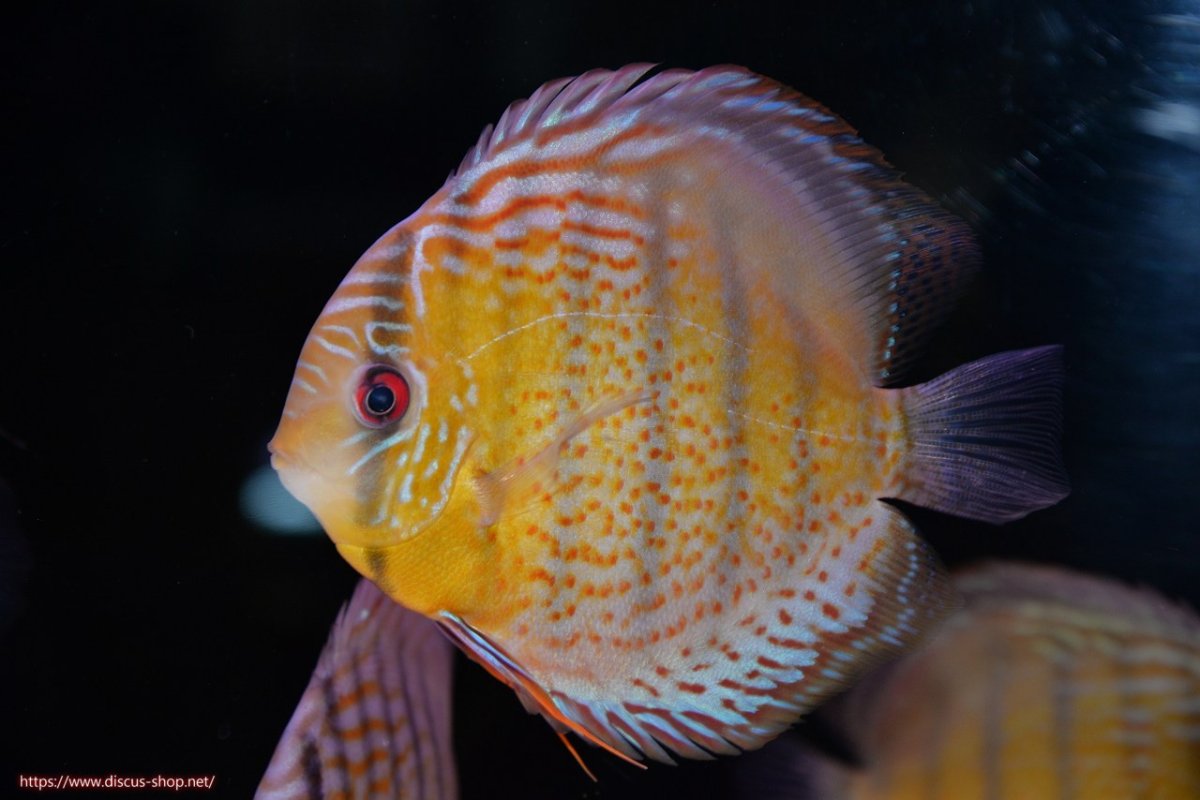 画像1: 【30周年記念セール対象個体】【ワイルドディスカス】【通販】【今シーズン超希少種】アッパーテフェロイヤルグリーン【個体販売】14-16cm（生体）アッパーテフェ産 (1)