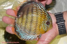 画像3: 【決算セール対象個体】【ワイルドディスカス】【通販】【今シーズン超希少種】アッパーテフェロイヤルグリーン【個体販売】14-16cm（生体）アッパーテフェ産 (3)