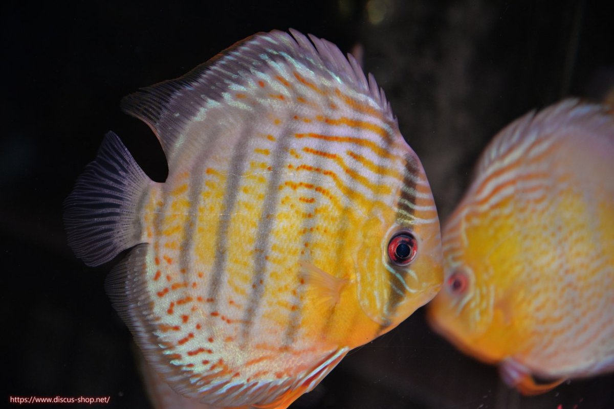 画像1: 【決算セール対象個体】【ワイルドディスカス】【通販】【今シーズン超希少種】アッパーテフェロイヤルグリーン【個体販売】14-16cm（生体）アッパーテフェ産 (1)