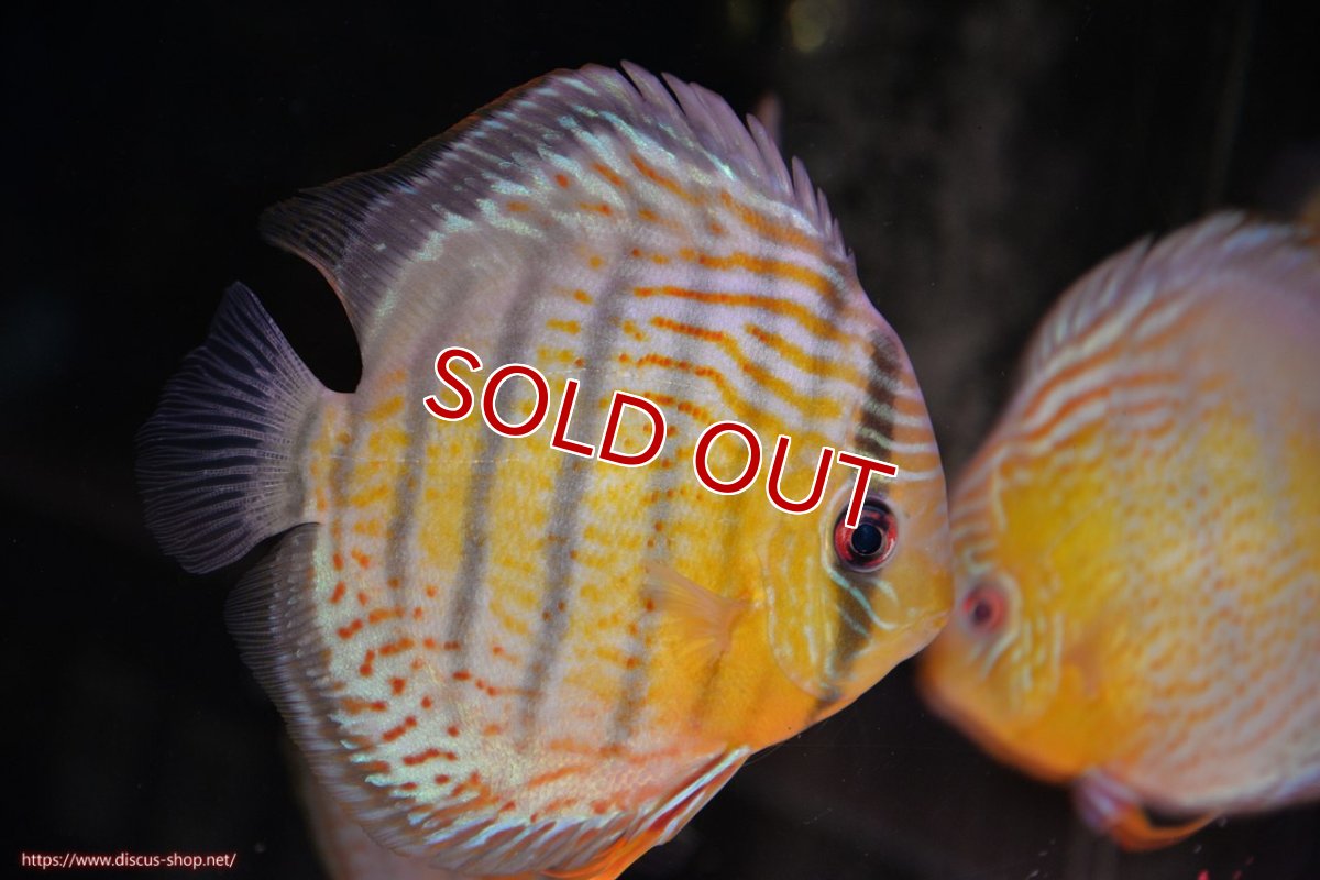 画像1: 【30周年記念セール対象個体】【ワイルドディスカス】【通販】【今シーズン超希少種】アッパーテフェロイヤルグリーン【個体販売】14-16cm（生体）アッパーテフェ産 (1)