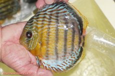 画像1: 【ワイルドディスカス】【通販】【今シーズン超希少種】アッパーテフェロイヤルグリーン【個体販売】14-16cm（生体）アッパーテフェ産 (1)