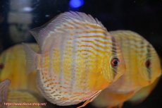 画像3: 【決算セール対象個体】【ワイルドディスカス】【通販】【今シーズン超希少種】アッパーテフェロイヤルグリーン【個体販売】14-16cm（生体）アッパーテフェ産 (3)