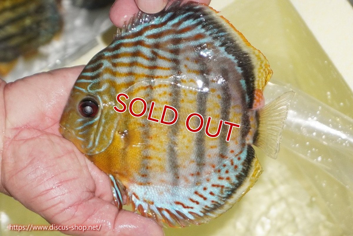 画像4: 【30周年記念セール対象個体】【ワイルドディスカス】【通販】【今シーズン超希少種】アッパーテフェロイヤルグリーン【個体販売】14-16cm（生体）アッパーテフェ産 (4)