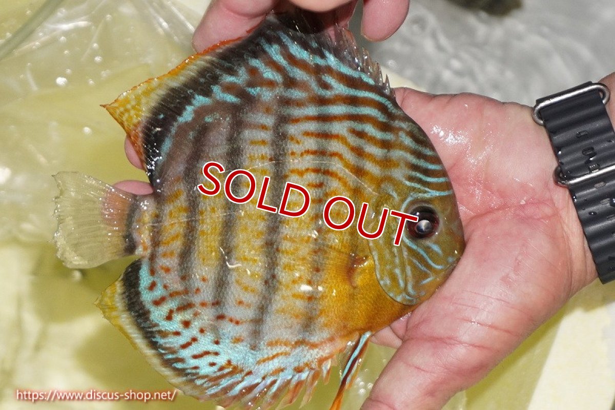 画像5: 【30周年記念セール対象個体】【ワイルドディスカス】【通販】【今シーズン超希少種】アッパーテフェロイヤルグリーン【個体販売】14-16cm（生体）アッパーテフェ産 (5)