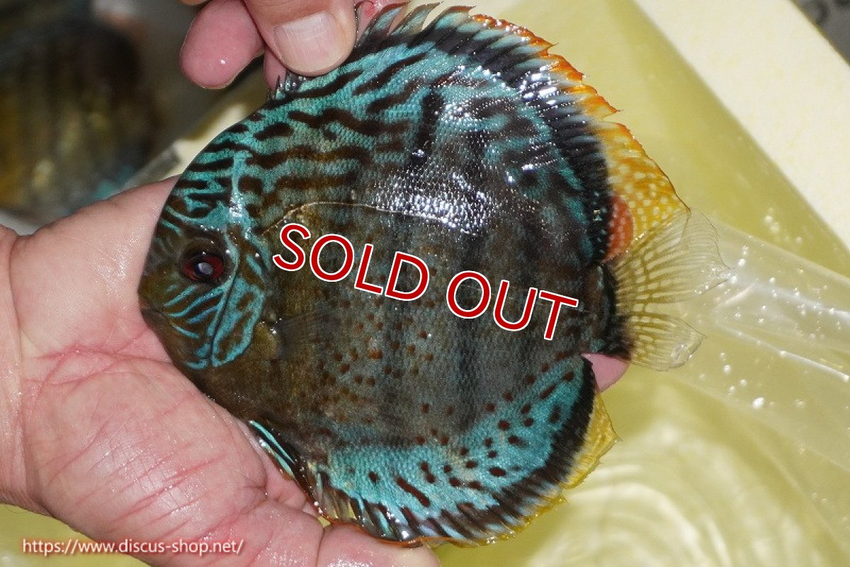 画像1: 【ワイルドディスカス】【通販】【今シーズン超希少種】アッパーテフェロイヤルグリーン【個体販売】14-16cm（生体）アッパーテフェ産 (1)