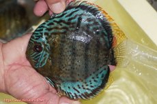 画像1: 【ワイルドディスカス】【通販】【今シーズン超希少種】アッパーテフェロイヤルグリーン【個体販売】14-16cm（生体）アッパーテフェ産 (1)