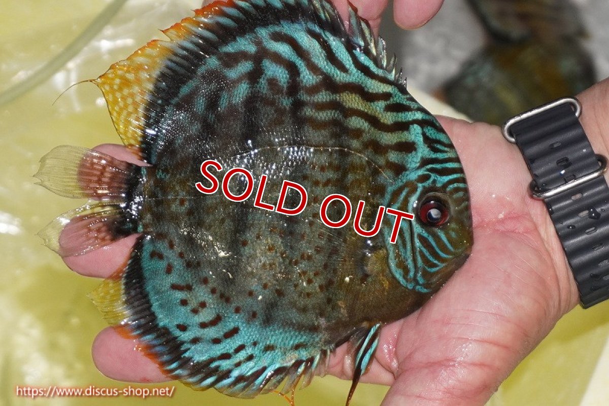 画像2: 【ワイルドディスカス】【通販】【今シーズン超希少種】アッパーテフェロイヤルグリーン【個体販売】14-16cm（生体）アッパーテフェ産 (2)