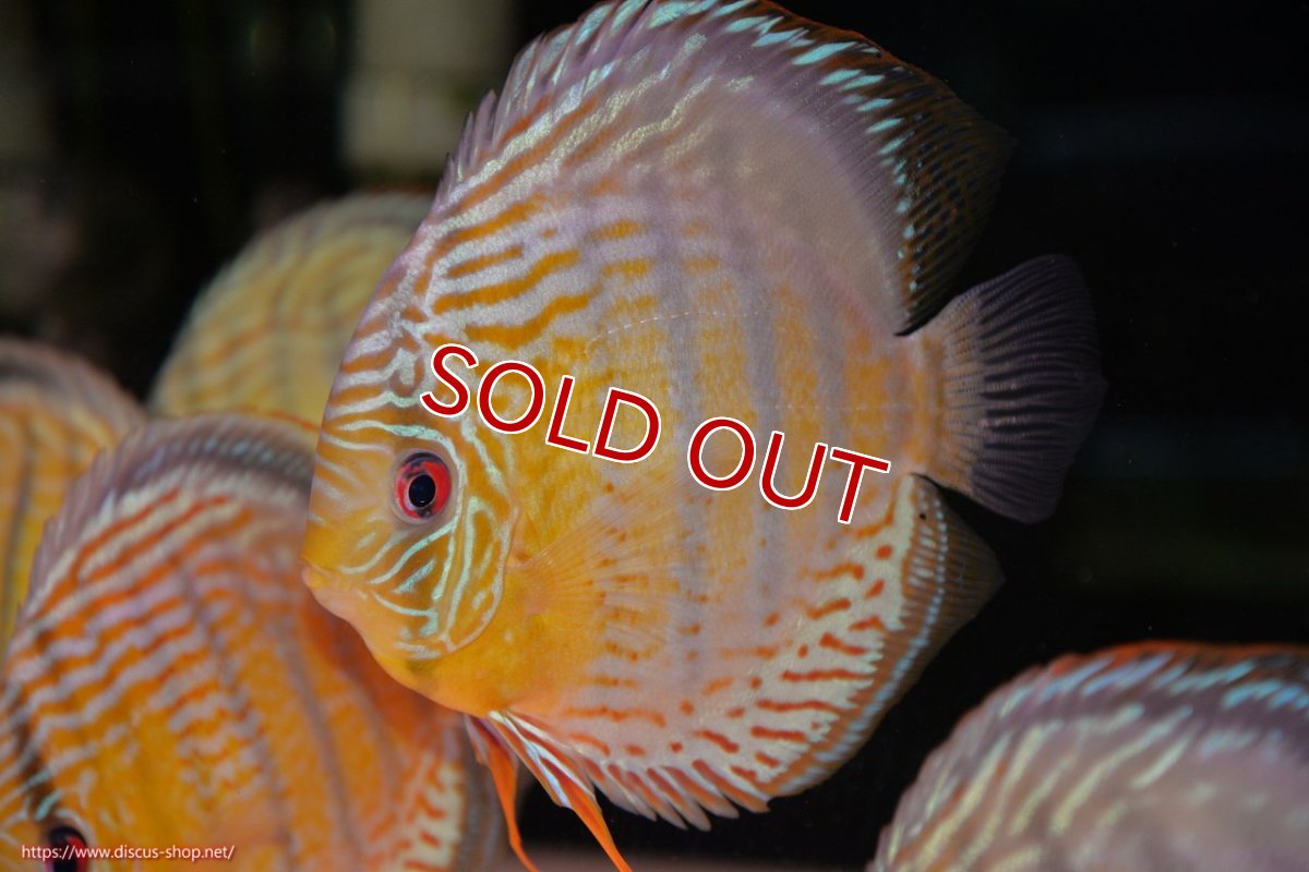 画像1: 【決算セール対象個体】【ワイルドディスカス】【通販】【今シーズン超希少種】アッパーテフェロイヤルグリーン【個体販売】14-16cm（生体）アッパーテフェ産 (1)