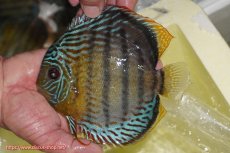 画像1: 【ワイルドディスカス】【通販】【今シーズン超希少種】アッパーテフェロイヤルグリーン【個体販売】14-16cm（生体）アッパーテフェ産 (1)