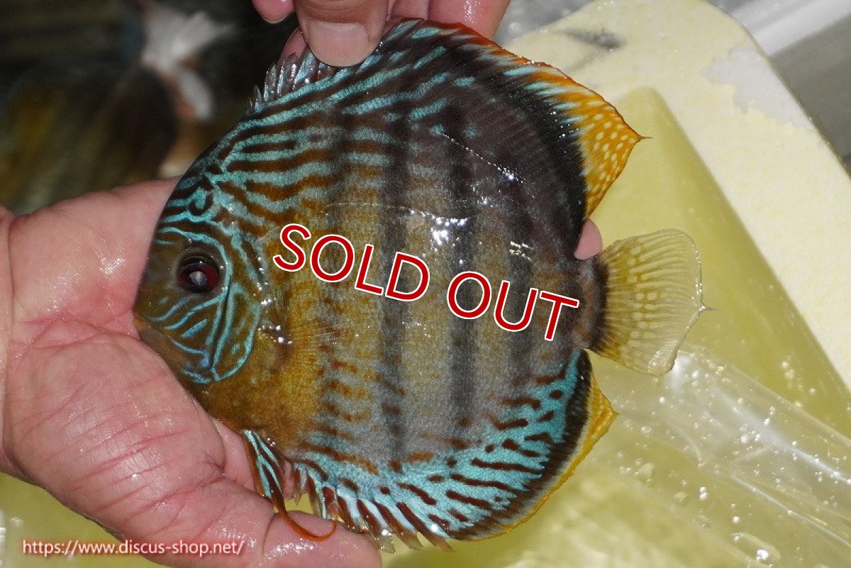 画像2: 【決算セール対象個体】【ワイルドディスカス】【通販】【今シーズン超希少種】アッパーテフェロイヤルグリーン【個体販売】14-16cm（生体）アッパーテフェ産 (2)