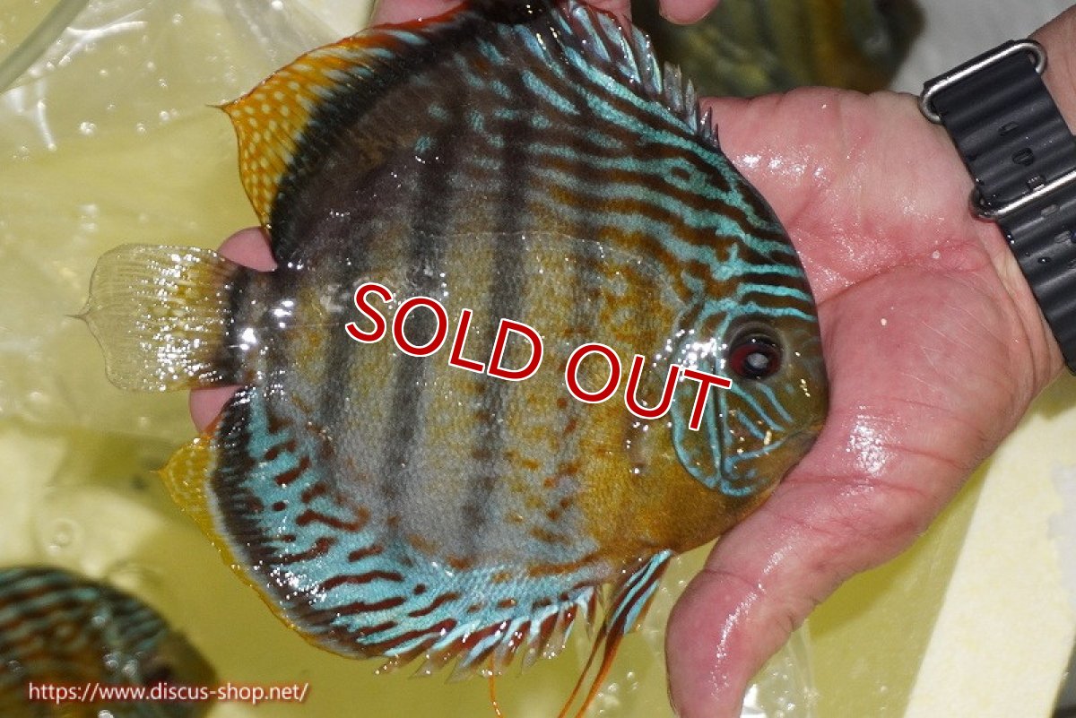 画像3: 【決算セール対象個体】【ワイルドディスカス】【通販】【今シーズン超希少種】アッパーテフェロイヤルグリーン【個体販売】14-16cm（生体）アッパーテフェ産 (3)