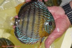 画像3: 【決算セール対象個体】【ワイルドディスカス】【通販】【今シーズン超希少種】アッパーテフェロイヤルグリーン【個体販売】14-16cm（生体）アッパーテフェ産 (3)