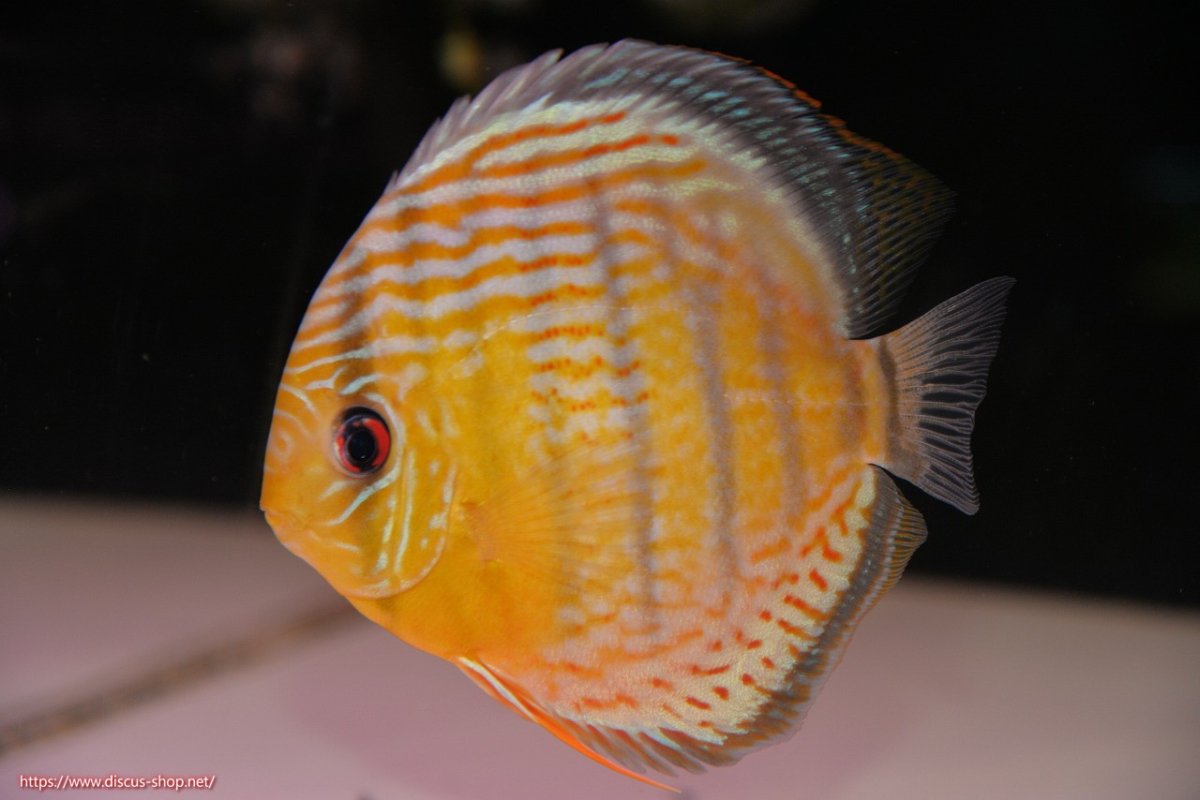 画像1: 【決算セール対象個体】【ワイルドディスカス】【通販】【今シーズン超希少種】アッパーテフェロイヤルグリーン【個体販売】14-16cm（生体）アッパーテフェ産 (1)