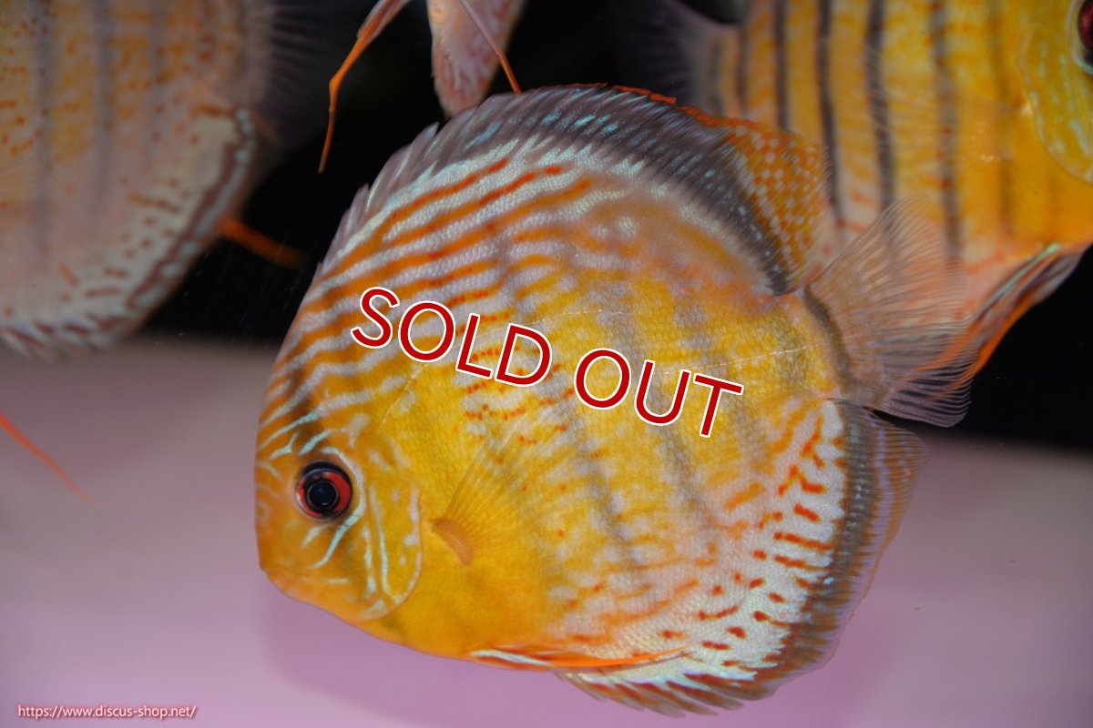 画像1: 【30周年記念セール対象個体】【ワイルドディスカス】【通販】【今シーズン超希少種】アッパーテフェロイヤルグリーン【個体販売】14-16cm（生体）アッパーテフェ産 (1)