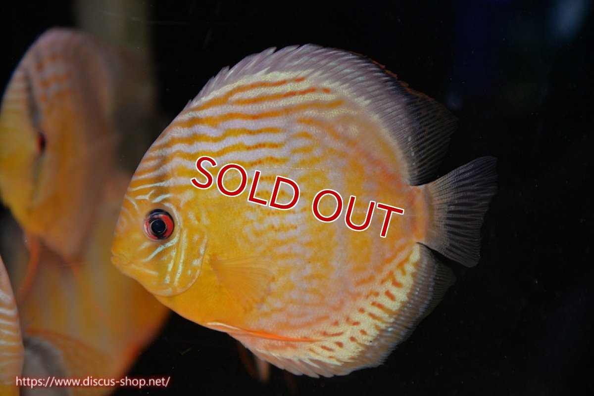 画像3: 【30周年記念セール対象個体】【ワイルドディスカス】【通販】【今シーズン超希少種】アッパーテフェロイヤルグリーン【個体販売】14-16cm（生体）アッパーテフェ産 (3)