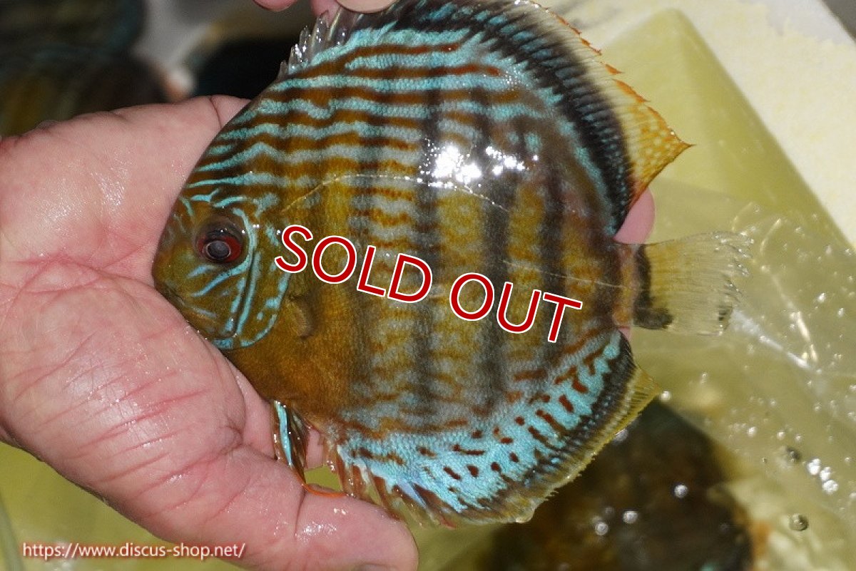 画像4: 【30周年記念セール対象個体】【ワイルドディスカス】【通販】【今シーズン超希少種】アッパーテフェロイヤルグリーン【個体販売】14-16cm（生体）アッパーテフェ産 (4)