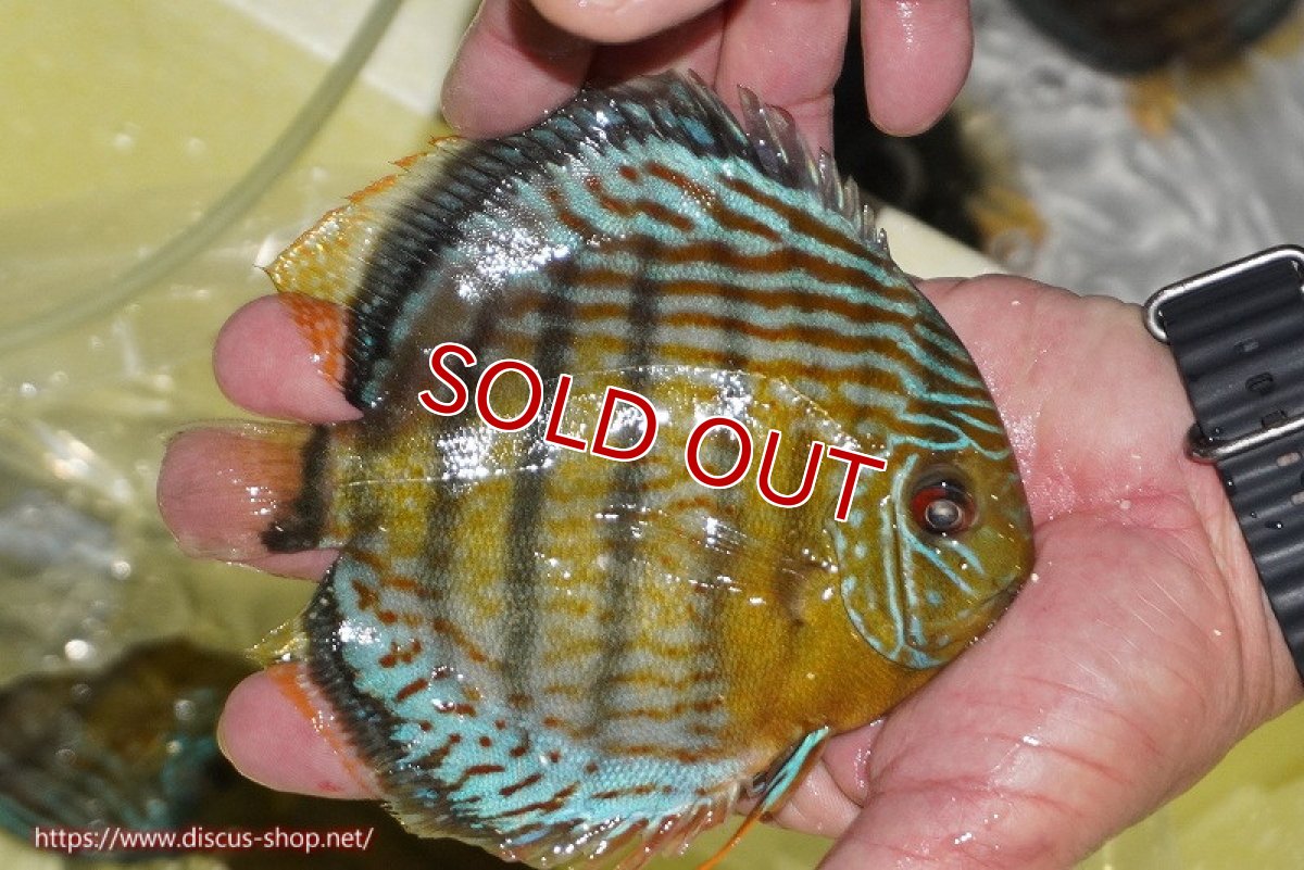 画像5: 【30周年記念セール対象個体】【ワイルドディスカス】【通販】【今シーズン超希少種】アッパーテフェロイヤルグリーン【個体販売】14-16cm（生体）アッパーテフェ産 (5)