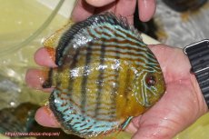 画像5: 【30周年記念セール対象個体】【ワイルドディスカス】【通販】【今シーズン超希少種】アッパーテフェロイヤルグリーン【個体販売】14-16cm（生体）アッパーテフェ産 (5)