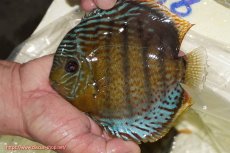 画像1: 【ワイルドディスカス】【通販】【今シーズン超希少種】アッパーテフェロイヤルグリーン【個体販売】14-16cm（生体）アッパーテフェ産 (1)