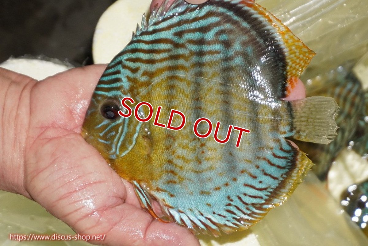 画像1: 【ワイルドディスカス】【通販】【今シーズン超希少種】アッパーテフェロイヤルグリーン【個体販売】14-16cm（生体）アッパーテフェ産 (1)