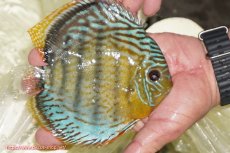 画像2: 【ワイルドディスカス】【通販】【今シーズン超希少種】アッパーテフェロイヤルグリーン【個体販売】14-16cm（生体）アッパーテフェ産 (2)