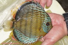 画像2: 【ワイルドディスカス】【通販】【今シーズン超希少種】アッパーテフェロイヤルグリーン【個体販売】14-16cm（生体）アッパーテフェ産 (2)