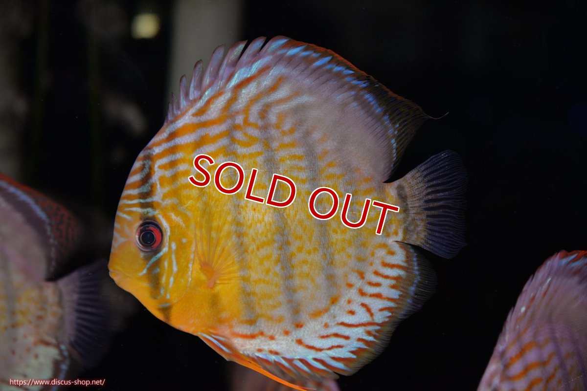 画像1: 【30周年記念セール対象個体】【ワイルドディスカス】【通販】【今シーズン超希少種】アッパーテフェロイヤルグリーン【個体販売】14-16cm（生体）アッパーテフェ産 (1)