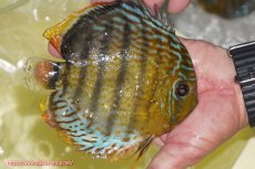 画像2: 【ワイルドディスカス】【通販】【今シーズン超希少種】アッパーテフェロイヤルグリーン【個体販売】14-16cm（生体）アッパーテフェ産 (2)