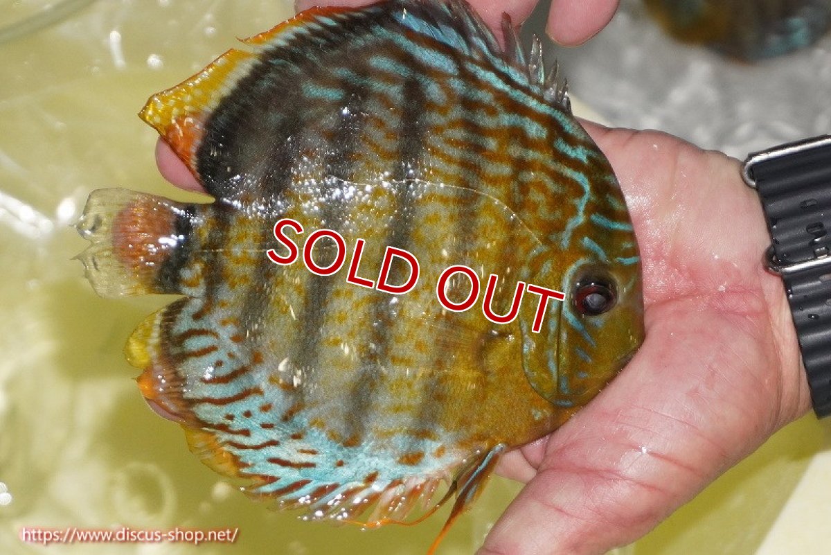 画像4: 【30周年記念セール対象個体】【ワイルドディスカス】【通販】【今シーズン超希少種】アッパーテフェロイヤルグリーン【個体販売】14-16cm（生体）アッパーテフェ産 (4)