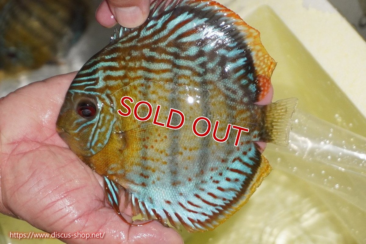 画像1: 【決算セール対象個体】【ワイルドディスカス】【通販】【今シーズン超希少種】アッパーテフェロイヤルグリーン【個体販売】14-16cm（生体）アッパーテフェ産 (1)